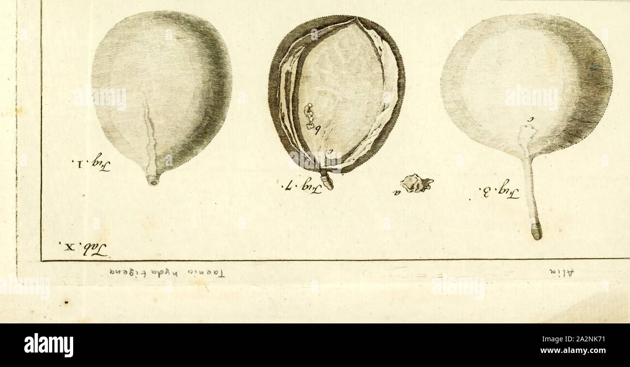Taenia hydatigena, Drucken, Taenia hydatigena (thin-necked bladderworm, Erreger der cysticercose) ist einer der erwachsenen Formen der Hunde- und katzenartigen Bandwurm. Diese Infektion ist weltweit geographische Verteilung. Menschen mit taeniasis können andere Menschen oder Tier zwischen Hosts infizieren durch Eier und Gravid proglottids in den Faeces übergeben Stockfoto