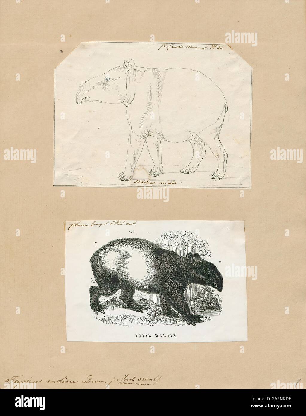 Tapirus indicus, Ausdrucken, die malayan Tapir (Tapirus indicus), auch genannt die Asiatische tapir Tapir, asiatischen, orientalischen, indischen Tapir Tapir, oder piebald Tapir, ist die größte der fünf Arten von Tapir und das einzige native nach Asien. Der wissenschaftliche Name bezieht sich auf die East Indies, die Art "natürlichen Lebensraum. In der malaiischen Sprache, der Tapir wird allgemein als cipan, tenuk oder badak tampung bezeichnet., 1700-1880 Stockfoto