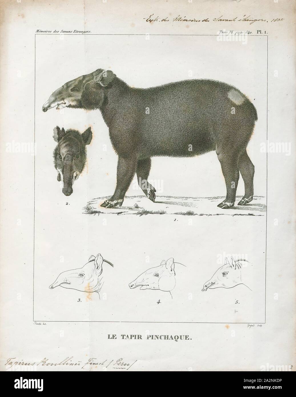 Tapirus roulinii, Drucken, ein Tapir ist ein großer, Pflanzen fressende