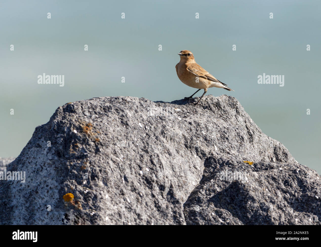 Steinschmätzer (Oenanthe oenanthe) auf küstennahen Felsen UK. Weibliche herbst Gefieder sandy Braun Weiß rump Blass kurze Streifen über Auge bräunlichen Flügeln blassen Wangen. Stockfoto