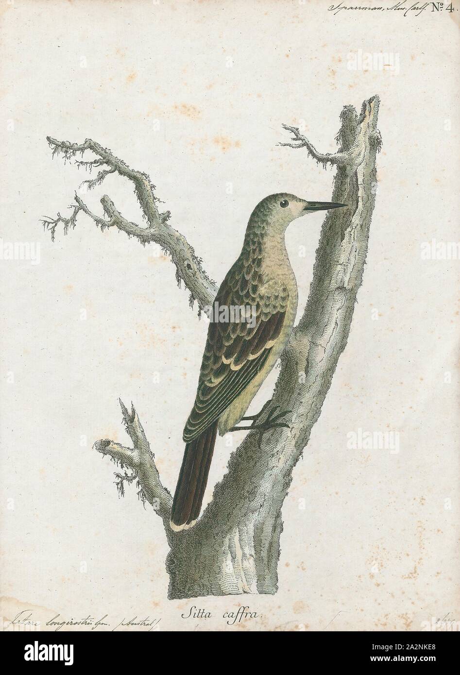 Tatare longirostris, Drucken, 1786-1789 Stockfoto