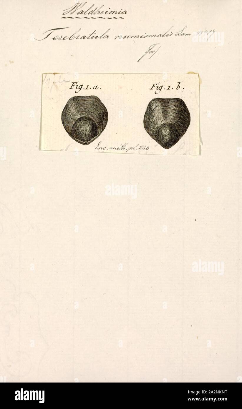 Terebratula numismalis, Drucken, Terebratula ist eine moderne Gattung