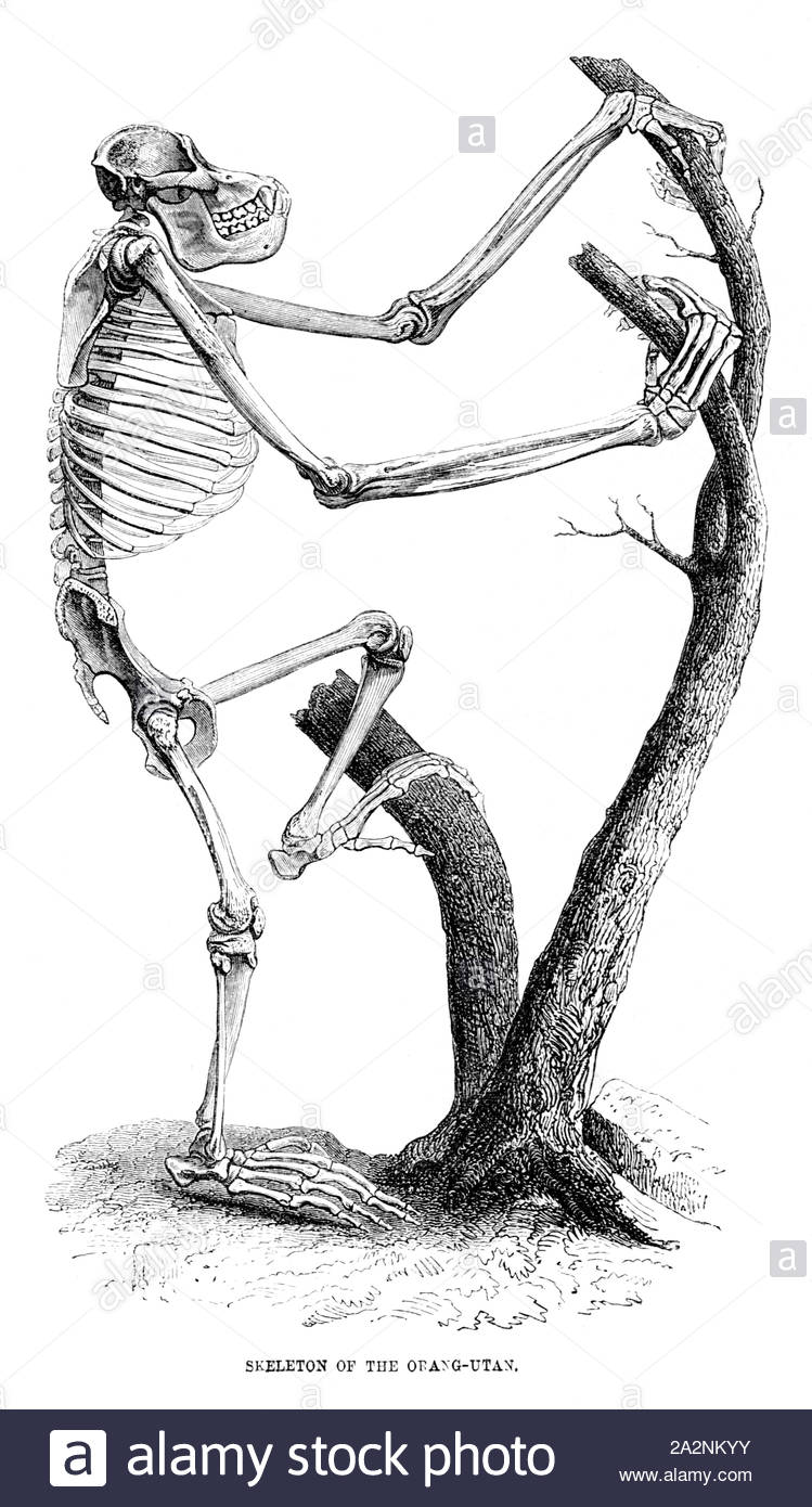 Skelett eines Orang-utan, vintage Abbildung: 1884. Stockfoto