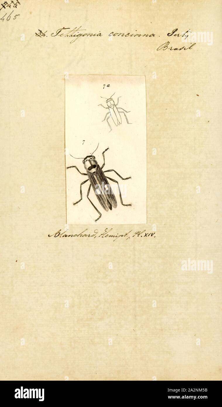 Tettigonia, Drucken, Tettigonia ist eine Gattung von Insekten durch