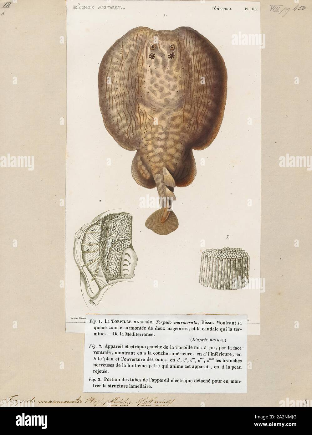 Torpedo Marmorata, Ausdrucken, die Marmorierten electric Ray (Torpedo marmorata) ist eine Pflanzenart aus der Familie Torpedinidae in den Küstengewässern der östlichen Atlantik von der Nordsee bis nach Südafrika. Diese benthische Fische bewohnt felsige Riffe, Seegraswiesen, und sandigen und schlammigen Wohnungen im flachen bis mäßig tiefen Gewässern. Es kann in Umgebungen mit sehr wenig gelöstem Sauerstoff überleben, wie Gezeitenbecken. Die marmorenen electric Ray hat eine fast kreisförmige Brustflosse Disc und einer muskulösen Schwanz, dass zwei Rückenflossen von fast gleich groß sind und eine große Schwanzflosse trägt. Kann es sein, Stockfoto