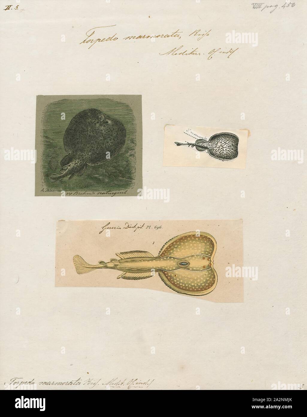 Torpedo Marmorata, Ausdrucken, die Marmorierten electric Ray (Torpedo marmorata) ist eine Pflanzenart aus der Familie Torpedinidae in den Küstengewässern der östlichen Atlantik von der Nordsee bis nach Südafrika. Diese benthische Fische bewohnt felsige Riffe, Seegraswiesen, und sandigen und schlammigen Wohnungen im flachen bis mäßig tiefen Gewässern. Es kann in Umgebungen mit sehr wenig gelöstem Sauerstoff überleben, wie Gezeitenbecken. Die marmorenen electric Ray hat eine fast kreisförmige Brustflosse Disc und einer muskulösen Schwanz, dass zwei Rückenflossen von fast gleich groß sind und eine große Schwanzflosse trägt. Kann es sein, Stockfoto