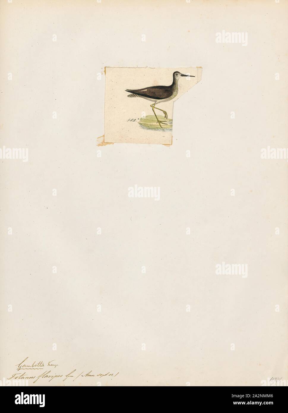 Spezifische flavipes Fotos und Bildmaterial in hoher Auflösung Alamy