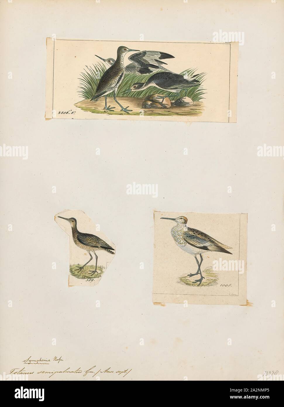 Semipalmatus Totanus, Ausdrucken, die willet (Tringa semipalmata), früher in die monotypische Gattung als Catoptrophorus Catoptrophorus semipalmatus, ist ein großer Shorebird im scolopacidae Familie. Es ist eine relativ große und robuste sandpiper, und ist die größte der Spezies namens Hanks' in der Gattung Tringa. Seine nächsten Verwandten ist die Lesser yellowlegs, einer viel kleineren Vogel mit einem ganz anderen Aussehen abgesehen von den feinen, klaren und Dichte Muster der Hals, die beide Arten zeigen sich in der Zucht Gefieder. Er brütet in Nordamerika und auf den Westindischen Inseln und die Winter im Süden von Nordamerika Stockfoto