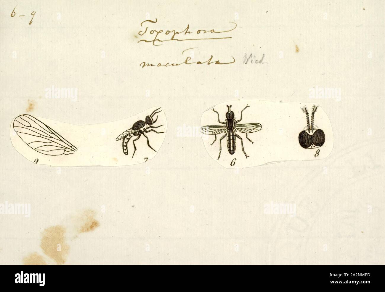 Toxophora, Drucken, Toxophora ist eine Gattung der fliegt aus der Familie Bombyliidae (bee-fliegen). Es gibt 47 beschriebenen Arten, verteilt in der ganzen Welt, obwohl sie die meisten im Südwesten der Vereinigten Staaten und westlichen Mittelmeer reichlich vorhanden sind. Welt Katalog von Bienen fliegen (Diptera: Bombyliidae) Sie sind seltsam, Stout, robuste fliegt mit ein buckliger Form, mit einer Länge von 6 - 12 mm und Flügel 4 bis 7,5 mm. Die meisten Arten sind schwarz mit Streifen oder Flecken Stockfoto