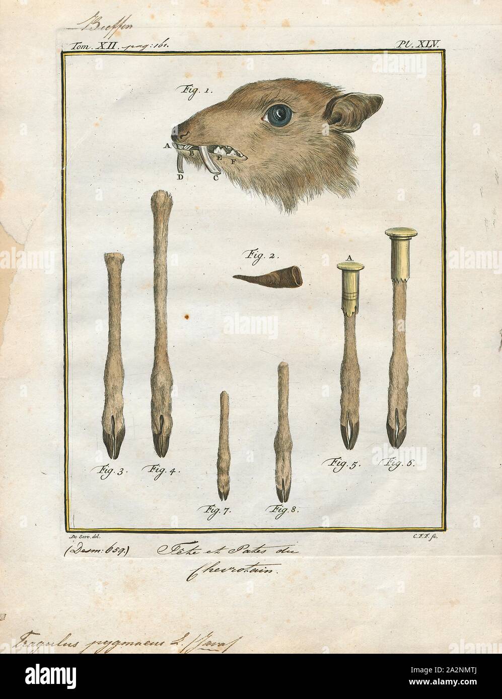 Tragulus pygmaeus, Drucken, Tragulus ist eine Gattung von in Wildfarmen gehaltenem Schalenwild in der Familie Tragulidae, die als Maus bekannt sind - Hirsche. In der antiken griechischen τράγος (tragos) bedeutet, einen Ziegenbock, ein Männchen, während die lateinische Diminutiv - Ulus bedeutet 'Tiny'. Mit einem Gewicht von 0,7 - 8,0 kg (1,5 - 17,6 lb) und eine Länge von 40 - 75 cm (16 - 30), sie sind die kleinsten Huftiere in der Welt, obwohl die größte Art der Maus - Rotwild übertreffen einige Arten von Neotragus Antilopen in der Größe. Die Maus - Rehe sind nach Südostasien aus dem fernen südlichen China (Yunnan) auf die Philippinen (balabac) und Java beschränkt. Nach den jüngsten taxonomischen Stockfoto