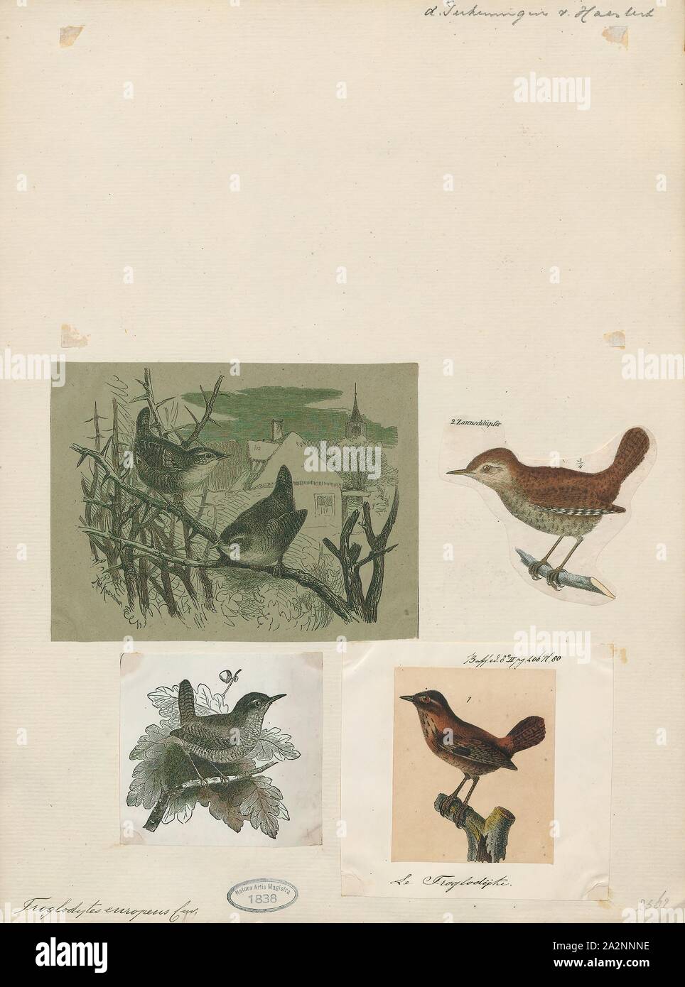 Troglodytes parvulus, Drucken, die Eurasische Zaunkönig (Troglodytes troglodytes) ist ein sehr kleiner Vogel, und das einzige Mitglied der Zaunkönig Familie Troglodytidae in Eurasien und Afrika (Maghreb) gefunden. Im englischsprachigen Europa, es ist einfach als Wren bekannt. Es war einmal mit Troglodytes hiemalis des östlichen Nordamerika und Troglodytes Pacificus von westlichen Nordamerika im Winter wren zusammengeworfen. Der Eurasischen wren tritt in Europa, ein Gürtel von Asien aus dem nördlichen Iran und Afghanistan bis nach Japan. Es ist wandernden nur in den nördlichen Teilen des Bereichs. Es ist auch höchst polygynous, eine ungewöhnliche Paarung Stockfoto