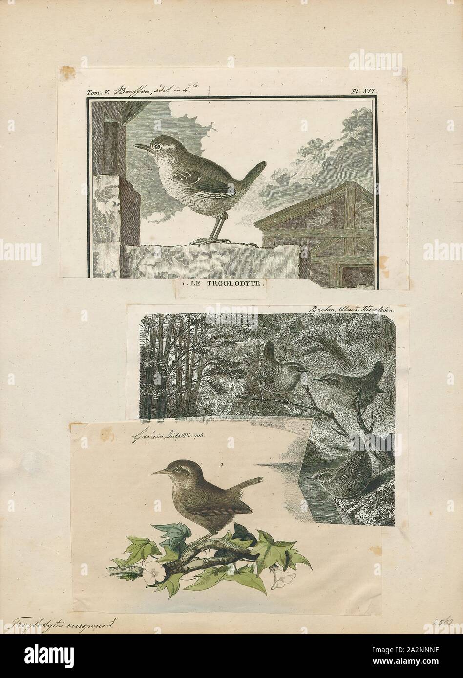 Troglodytes parvulus, Drucken, die Eurasische Zaunkönig (Troglodytes troglodytes) ist ein sehr kleiner Vogel, und das einzige Mitglied der Zaunkönig Familie Troglodytidae in Eurasien und Afrika (Maghreb) gefunden. Im englischsprachigen Europa, es ist einfach als Wren bekannt. Es war einmal mit Troglodytes hiemalis des östlichen Nordamerika und Troglodytes Pacificus von westlichen Nordamerika im Winter wren zusammengeworfen. Der Eurasischen wren tritt in Europa, ein Gürtel von Asien aus dem nördlichen Iran und Afghanistan bis nach Japan. Es ist wandernden nur in den nördlichen Teilen des Bereichs. Es ist auch höchst polygynous, eine ungewöhnliche Paarung Stockfoto