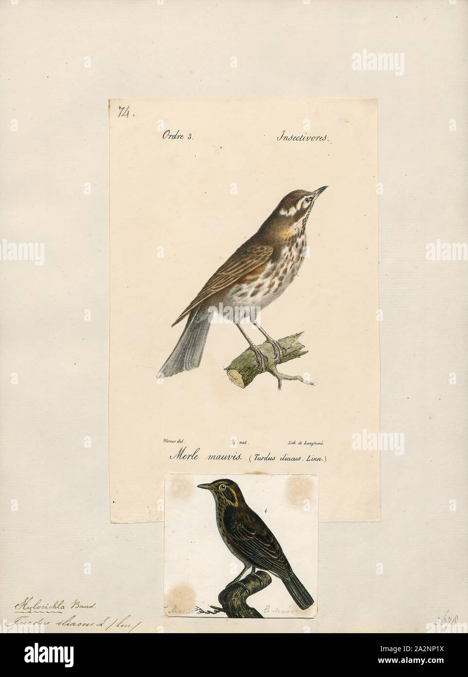 Turdus iliacus, Ausdrucken, die rotdrossel (Turdus Iliacus) ist ein Vogel in der soor Familie Turdidae, die in Europa und Asien, etwas kleiner als die zugehörigen Singdrossel., 1700-1880 Stockfoto