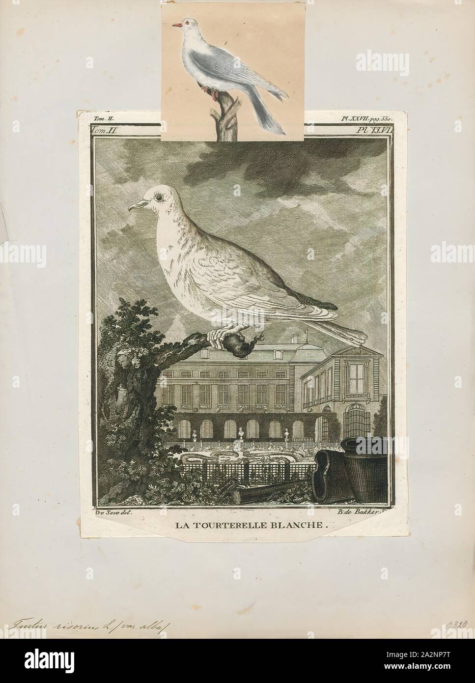 Turtur risorius, Ausdrucken, die barbary Taube, Beringten Turteltaube, ringneck Taube, ring-necked Turtle dove oder Ring dove (Streptopelia risoria) ist ein Mitglied der Familie der Tauben (Columbidae)., 1700-1880 Stockfoto