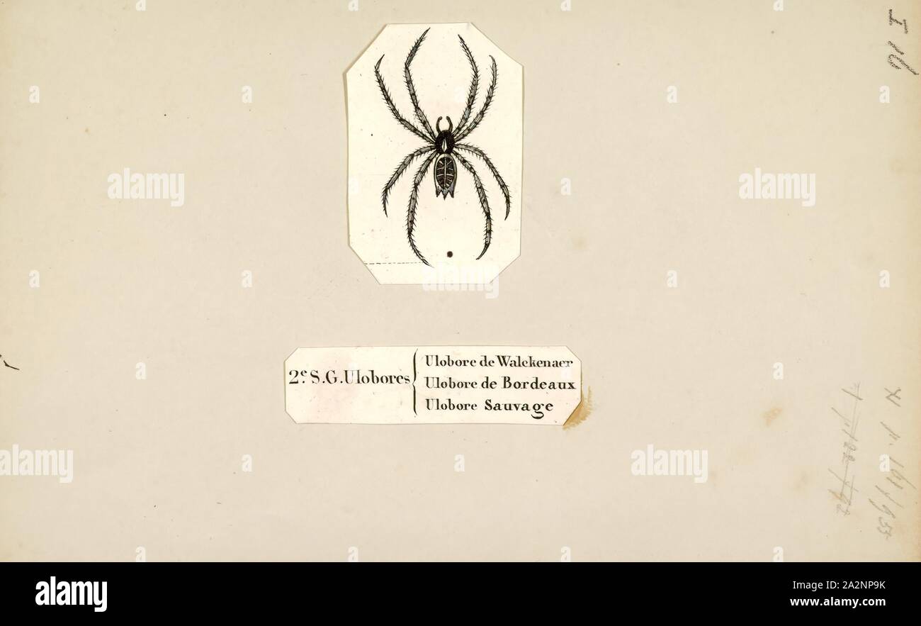 Familie uloboridae Fotos und Bildmaterial in hoher Auflösung Alamy
