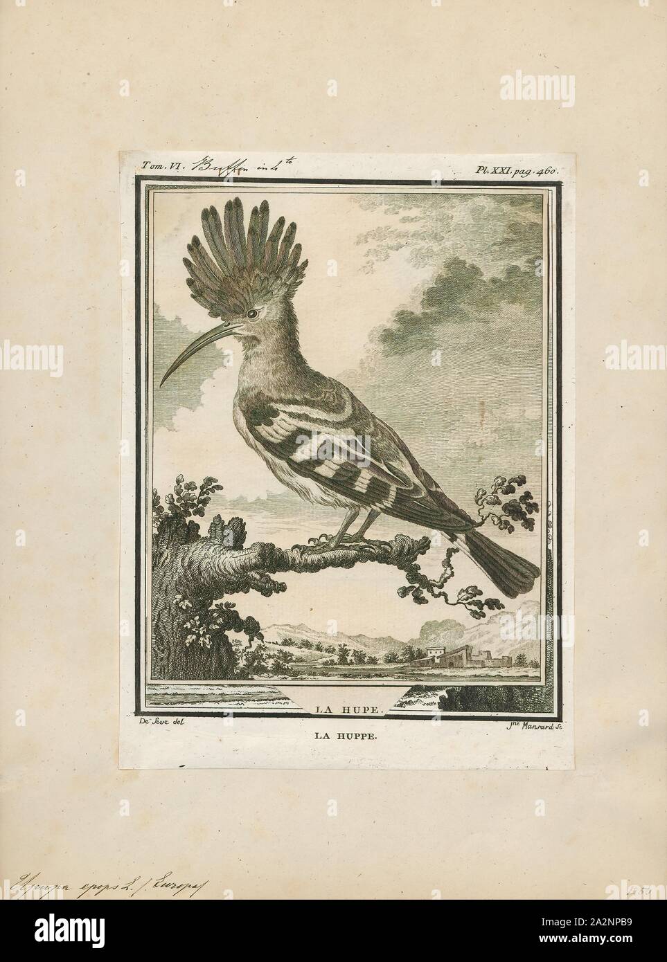 Upupa epops, Drucken, die Eurasische Wiedehopf (Upupa epops) ist die am weitesten verbreitete Art der Gattung Upupa, die in Europa, Asien und der nördlichen Hälfte von Afrika., 1700-1880 Stockfoto