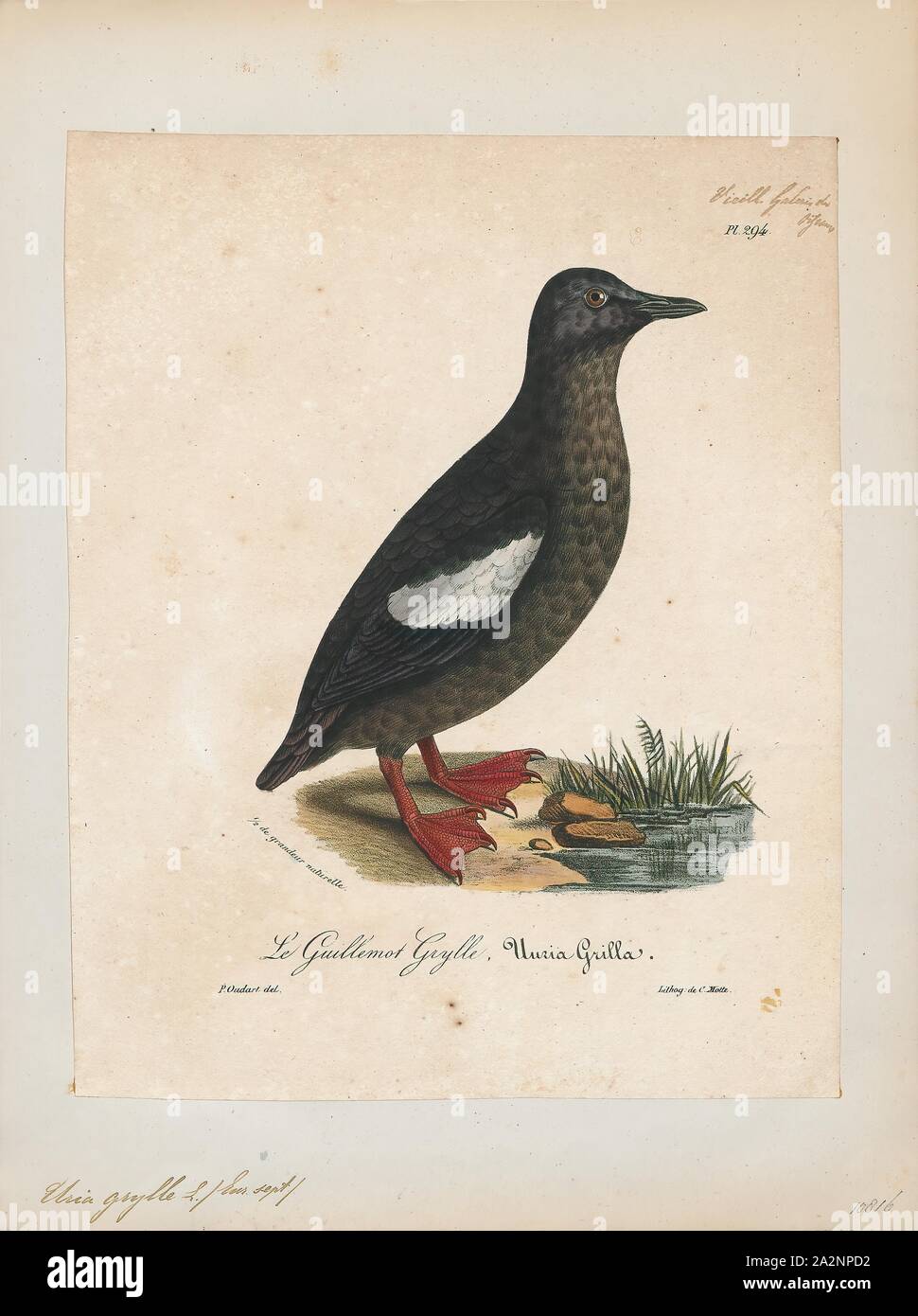 Uria grylle, Drucken, Uria ist eine Gattung von Seevögeln in der auk Familie in Großbritannien bekannt als Trottellummen, in den meisten Teilen von Nord- Amerika als murres und in Neufundland und Labrador als turr. Diese sind mittlere Vögel mit überwiegend braunes oder schwarzes Gefieder in der Brutzeit. Sie brüten an den Küsten des nördlichen Atlantik und Pazifik., 1825-1834 Stockfoto