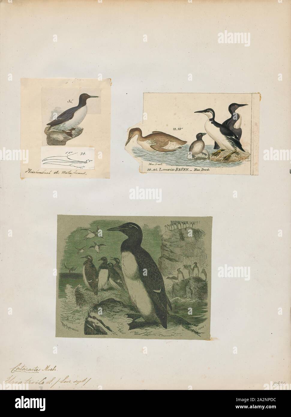Uria troile, Drucken, Uria ist eine Gattung von Seevögeln in der auk Familie in Großbritannien bekannt als Trottellummen, in den meisten Teilen von Nord- Amerika als murres und in Neufundland und Labrador als turr. Diese sind mittlere Vögel mit überwiegend braunes oder schwarzes Gefieder in der Brutzeit. Sie brüten an den Küsten des nördlichen Atlantik und Pazifik., 1700-1880 Stockfoto