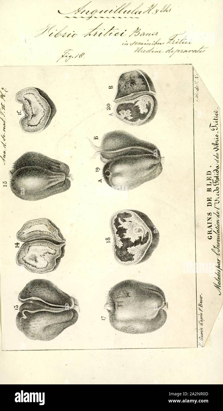 Vibrio tritici, Drucken, Vibrio ist eine Gattung von Gram-negativen Bakterien, mit einer gebogenen Stange (Komma) Form, mehrere Arten von lebensmittelbedingten Infektionen, in der Regel mit dem Essen zu wenig gekochten Meeresfrüchten assoziierten verursachen kann. In der Regel in Salzwasser gefunden, Vibrio Arten sind fakultativ anaerobe Bakterien, Test für Oxidase positive und keine Sporen bilden. Alle Mitglieder der Gattung sind beweglich und haben polar Flagellen mit Hüllen. Vibrio Arten besitzen in der Regel zwei Chromosomen, die für Bakterien ungewöhnlich ist. Jedes Chromosom hat eine unterschiedliche und unabhängige Origin of Replication und sind zusammen über konserviert Stockfoto