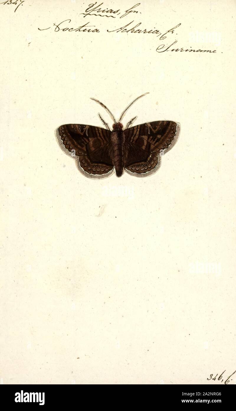 Yrias, Drucken, Yrias war eine Gattung der Familie der Noctuidae, es gilt jetzt als ein Synonym von metria zu sein Stockfoto