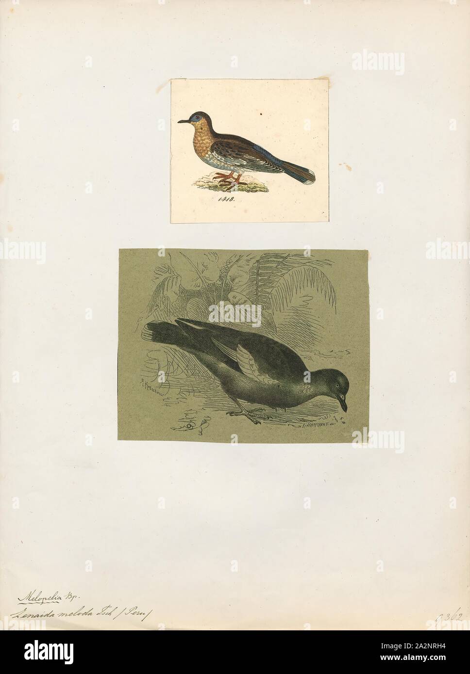 Zenaida meloda, Ausdrucken, die West peruanischen Taube oder Pacific dove (Zenaida meloda) erste wurde 1843 von dem Schweizer Naturforscher Johann Jakob Baron von Tschudi beschrieben. Es ist eng mit der North American White-winged dove (Zenaida asiatica), aber ist jetzt als separate Arten von ornithologen durch Genetische und Verhaltensunterschiede. Exemplare sind bräunlich-grau oben und unten grau, mit einem fetten weißen Flügel patch, erscheint als eine brillante weißen Halbmond im Flug und ist auch in Ruhe sichtbar. Erwachsene haben ein helles Blau (fast Indigo), featherless Flecken der Haut um jedes Auge. Die Stockfoto