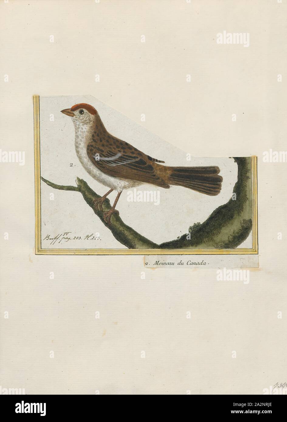 Zonotrichia monticola, Drucken, Zonotrichia ist eine Gattung von fünf extant American Spatzen der Familie Passerellidae. Vier der Arten sind in Nordamerika, aber die rufous-collared sparrow Rassen in den Hochländern von der äußersten Südosten von Mexiko bis Feuerland und auf Hispaniola., 1700-1880 Stockfoto