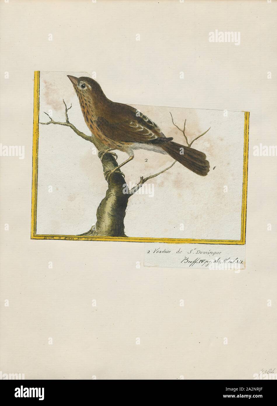 Zonotrichia liturata, Drucken, Zonotrichia ist eine Gattung von fünf extant American Spatzen der Familie Passerellidae. Vier der Arten sind in Nordamerika, aber die rufous-collared sparrow Rassen in den Hochländern von der äußersten Südosten von Mexiko bis Feuerland und auf Hispaniola., 1700-1880 Stockfoto