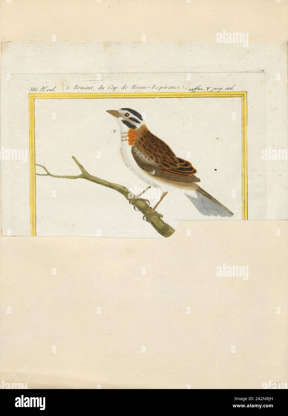 Pileata Zonotrichia, Drucken, Zonotrichia ist eine Gattung von fünf extant American Spatzen der Familie Passerellidae. Vier der Arten sind in Nordamerika, aber die rufous-collared sparrow Rassen in den Hochländern von der äußersten Südosten von Mexiko bis Feuerland und auf Hispaniola., 1700-1880 Stockfoto