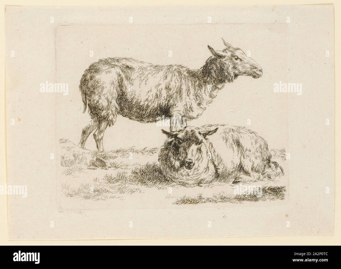 Stehend und liegend Schaf, Ätzen, Blatt: 12,9 x 18,2 cm |, Platte: 10,3 x 13 cm, Nicht markiert, Nicolaes (Claes Pietersz.) Berchem, Haarlem 1620 - 1683 Amsterdam Stockfoto
