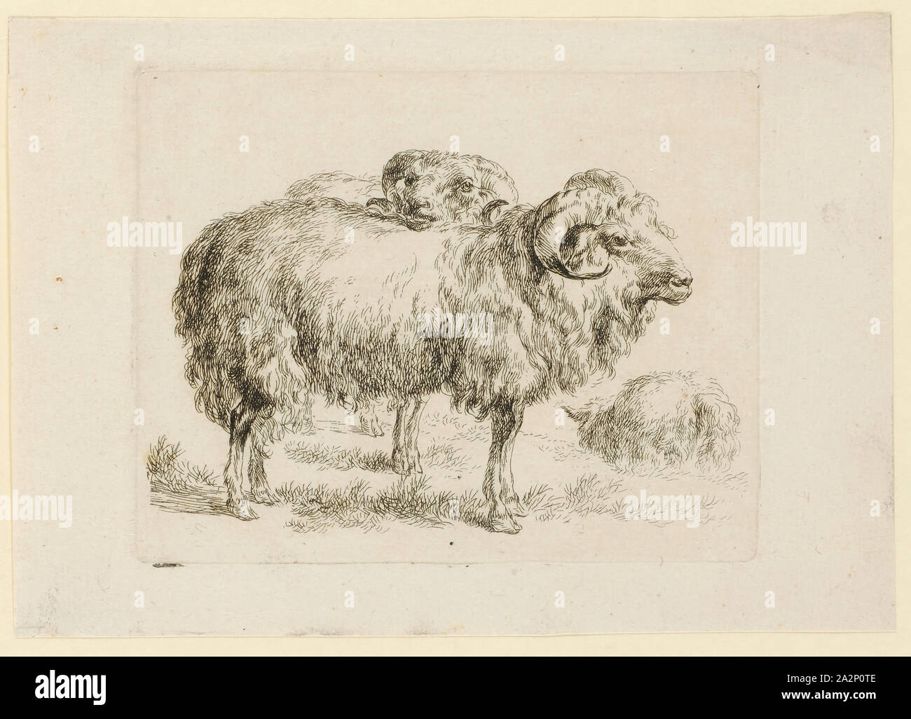 Zwei Widder, Ätzen, Blatt: 13 x 18,5 cm |, Platte: 10,3 x 13 cm, Nicht markiert, Nicolaes (Claes Pietersz.) Berchem, Haarlem 1620 - 1683 Amsterdam Stockfoto