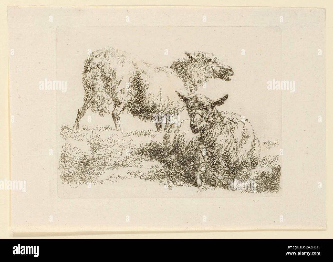 Stehend und liegend Schaf, Ätzen, Blatt: 12,8 x 18,2 cm |, Platte: 9,9 x 13 cm, Nicht angegeben, Nicolaes (Claes Pietersz.) Berchem, Haarlem 1620 - 1683 Amsterdam Stockfoto