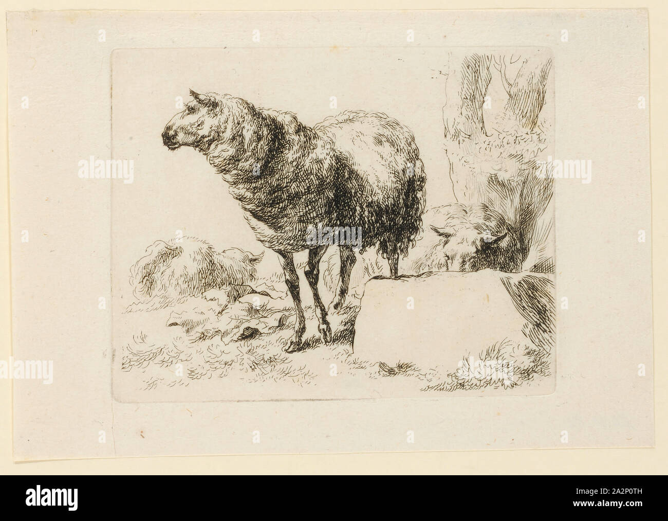 Schaf stehend, Kopf im Profil, Ätzen, Blatt: 12,9 x 18,7 cm |, Platte: 10,2 x 12,9 cm, Nicht angegeben, Nicolaes (Claes Pietersz.) Berchem, Haarlem 1620 - 1683 Amsterdam Stockfoto
