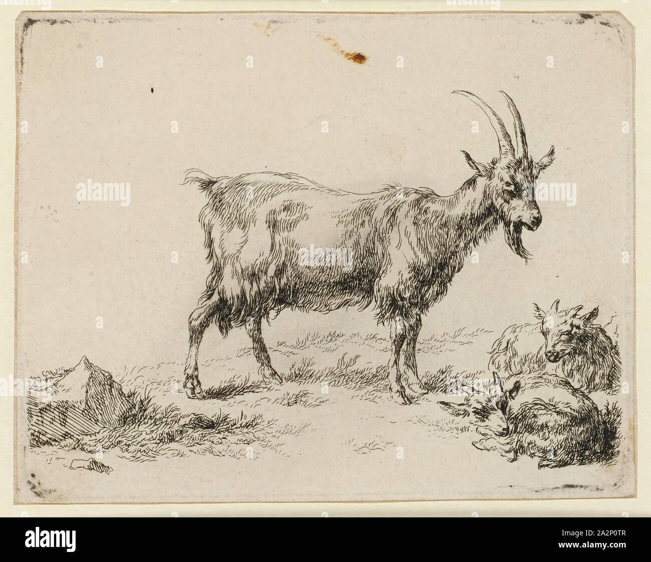 Zwei jungen Ziege, Ätzen, Blatt: 10,4 x 13,2 cm |, Platte: 10,1 x 12,9 cm, Nicht angegeben, Nicolaes (Claes Pietersz.) Berchem, Haarlem 1620 - 1683 Amsterdam Stockfoto