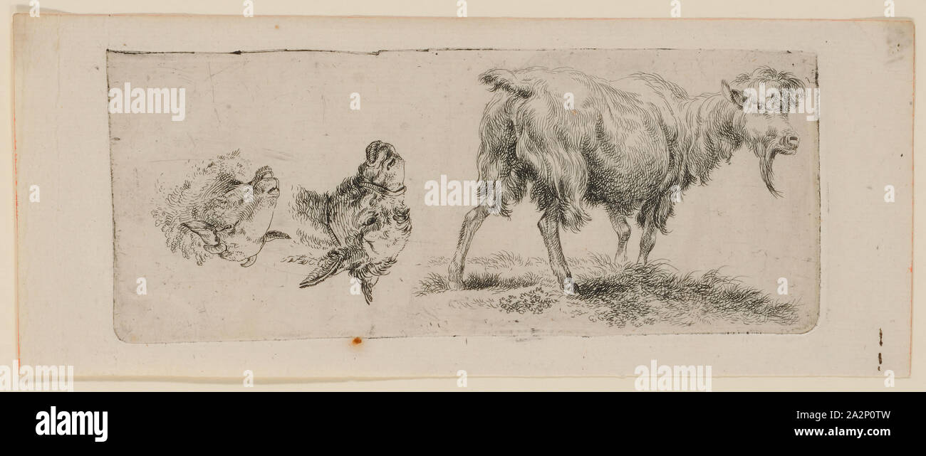 Studie Blatt mit ständigen Ziege auf der linken und einem Esel und Schaf Kopf rechts (stehend auf den Kopf), Ätzen, Blatt: 8,2 x 20,6 cm |, Platte: 6,6 x 16,8 cm, Nicht markiert, Nicolaes (Claes Pietersz.) Berchem, (?), Haarlem 1620 - 1683 Amsterdam Stockfoto