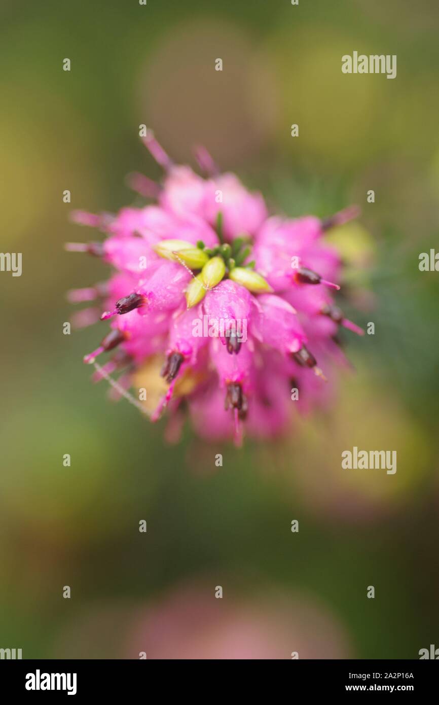 Ling Heidekraut (Calluna vulgaris), Makro von Rosa in der Nähe Blumen an einem Wintertag. Exeter, Devon, Großbritannien. Stockfoto