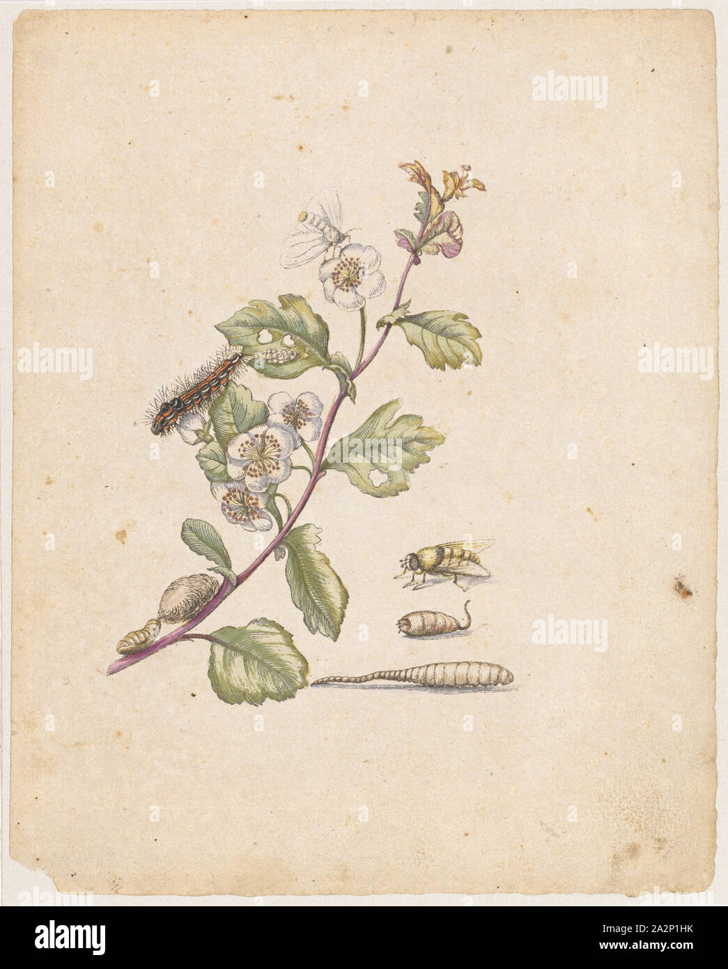 Bluender Hagdorn., Oxyacantha florens., (mit Schwan), 1679, farbige Aufdruck, laminiert, Blatt: 21,8 x 17,4 cm, Maria Sibylla Merian, Frankfurt a. M. 1647 - 1717 Amsterdam Stockfoto