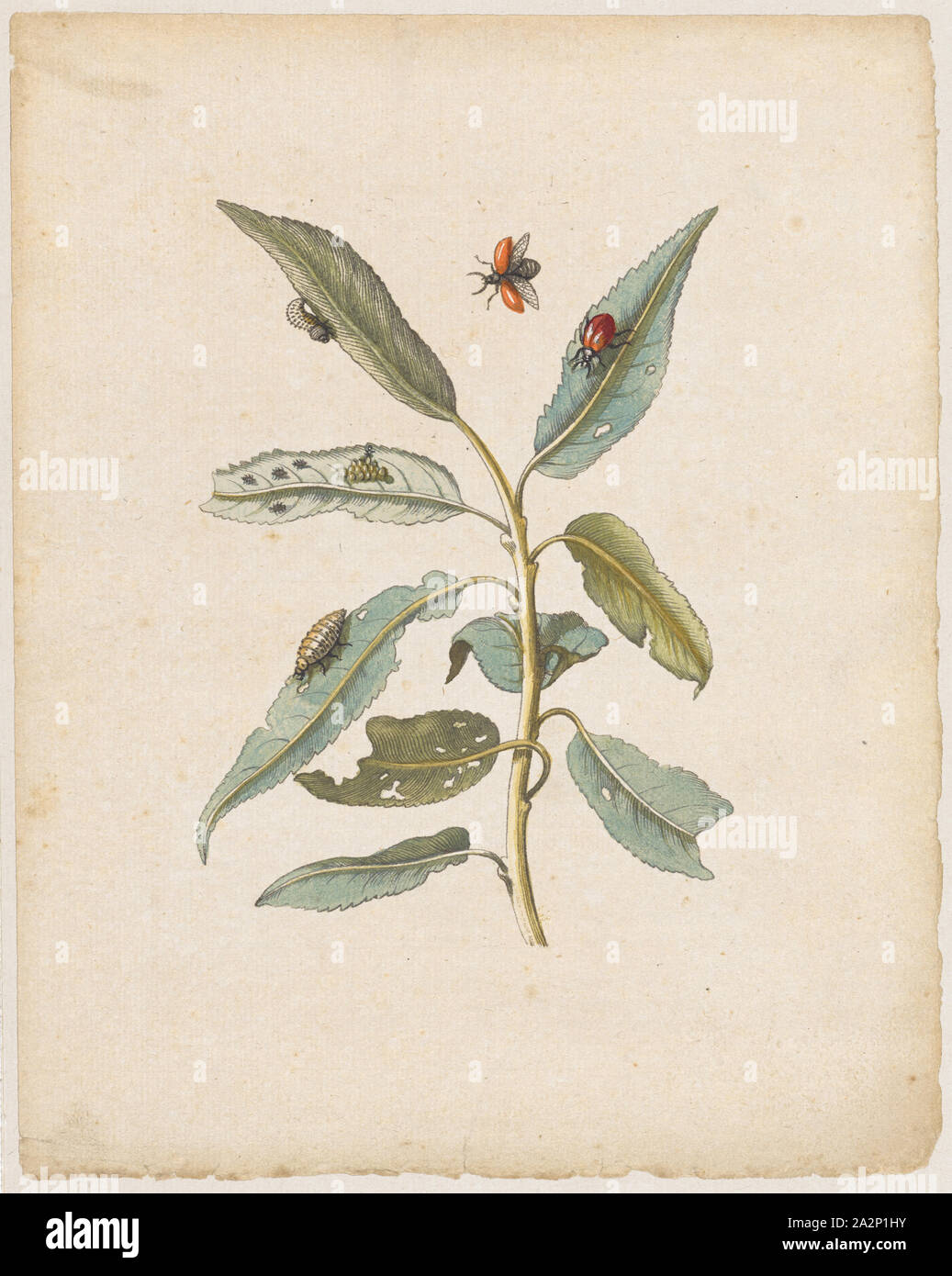 Rothe Weiden., Salix, acuto Folio., (Willow mit Pappel blatt Käfer), 1679, farbige Aufdruck, laminiert, Blatt: 21,9 x 17,5 cm, Maria Sibylla Merian, Frankfurt a. M. 1647 - 1717 Amsterdam Stockfoto