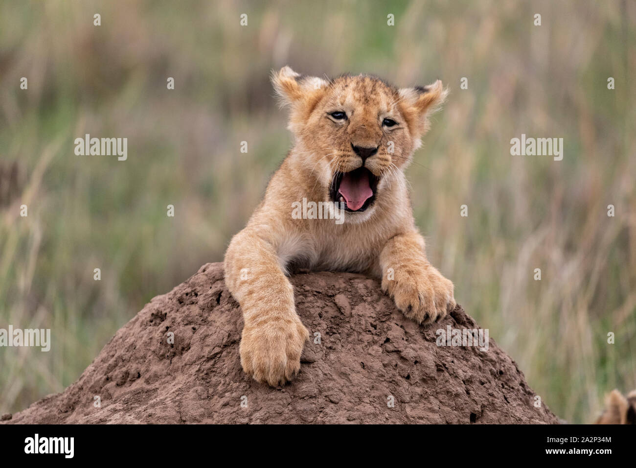 Lion Cub Brüllen und Spielen ganz oben auf dem Hügel, Masai Mara, Kenia Stockfoto