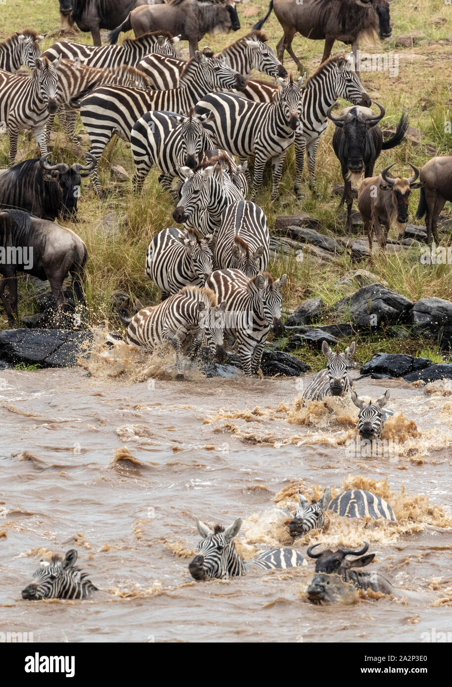 Zebras und Gnus Kreuzung Mara Fluss während der jährlichen Migration, Masai Mara, Kenia Stockfoto