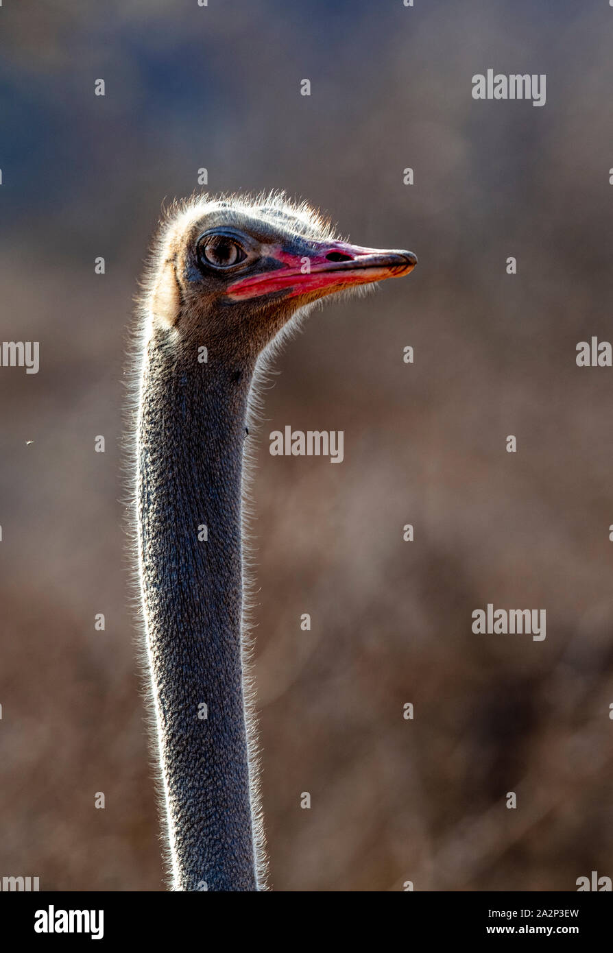 Rim-lit somalischen Strauße, Samburu finden, Kenia Stockfoto