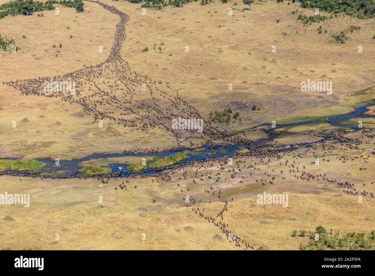 Luftaufnahme von jährlich Gnuwanderung, Masai Mara, Kenia Stockfoto