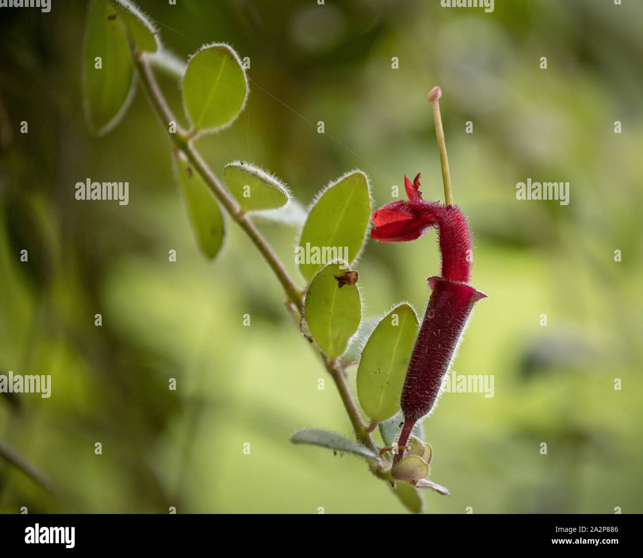 Blume in Borneo Stockfoto