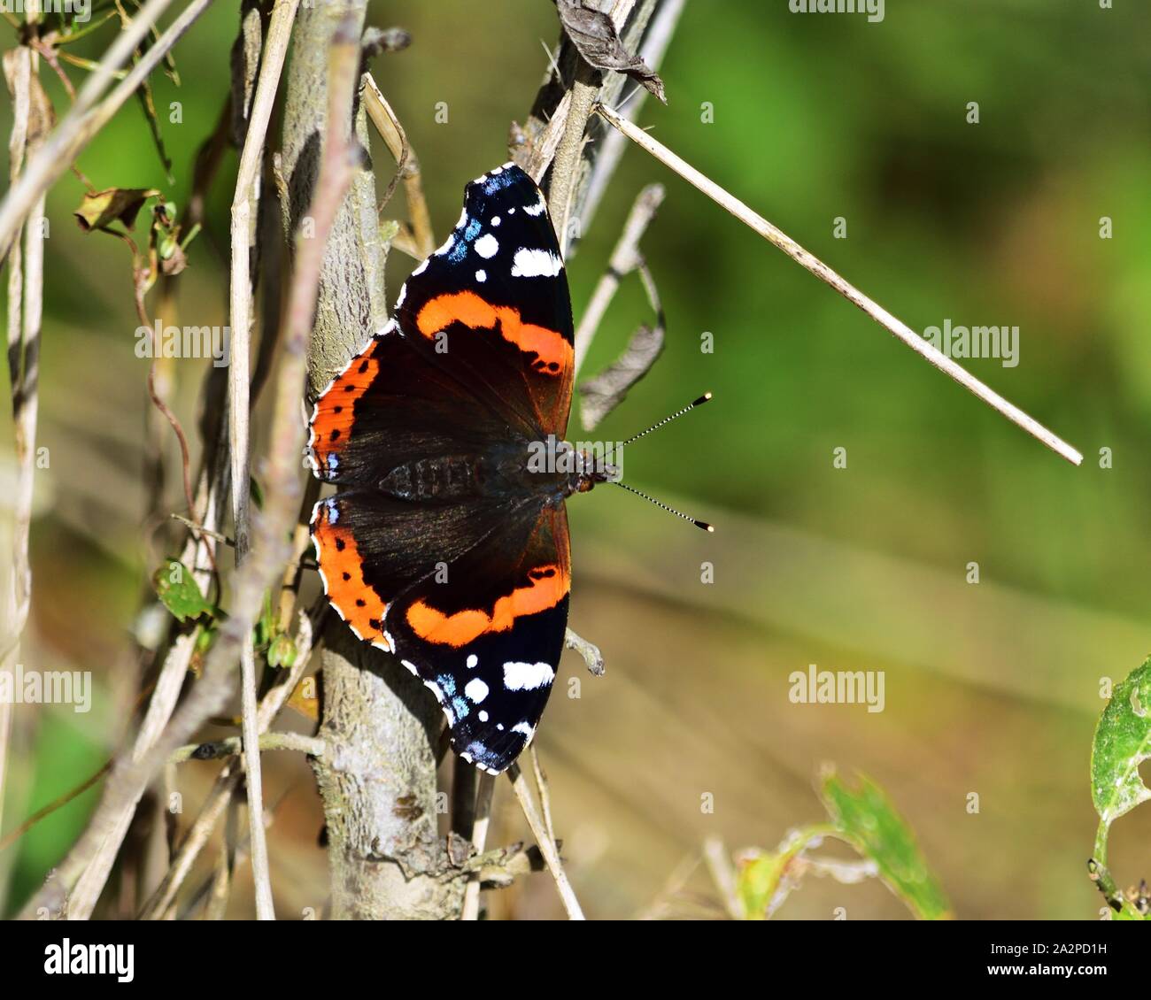 Vanessa atalanta, der rote Admiral Stockfoto