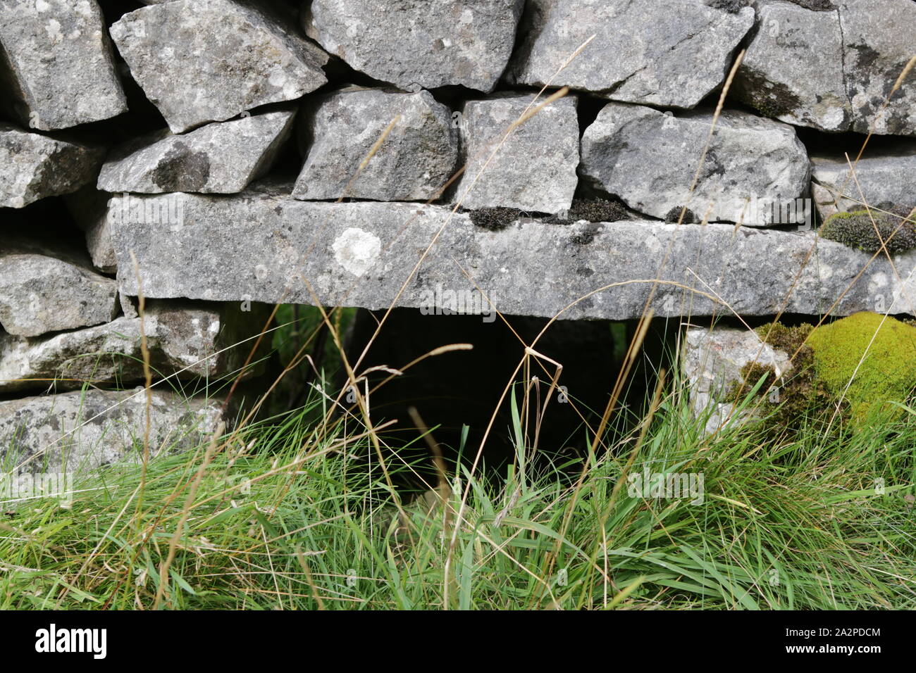Crip Loch in der Steinmauer in Biggin Dale, Derbyshire Stockfoto