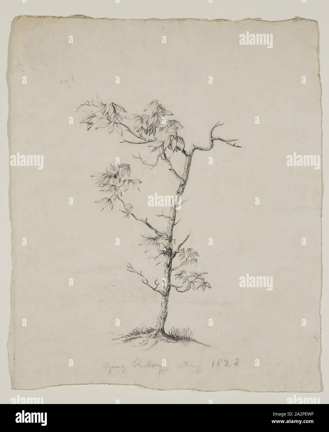 Thomas Cole, American, 1801-1848, Young Hickory, 1823, Graphit, Bleistift auf Off-white webte Papier, Blatt: 9 1/2 x 8 Zoll (24,1 × 20,3 cm Stockfoto
