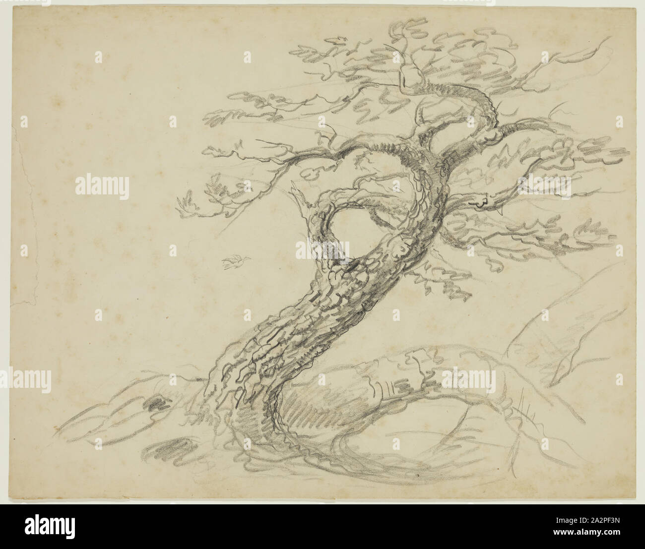 Thomas Cole, American, 1801-1848, Baum, zwischen 1825 und 1829, Graphit, Bleistift auf Off-white webte Papier, Blatt (irreg): 11 × 14 cm (27,9 × 35,6 cm Stockfoto