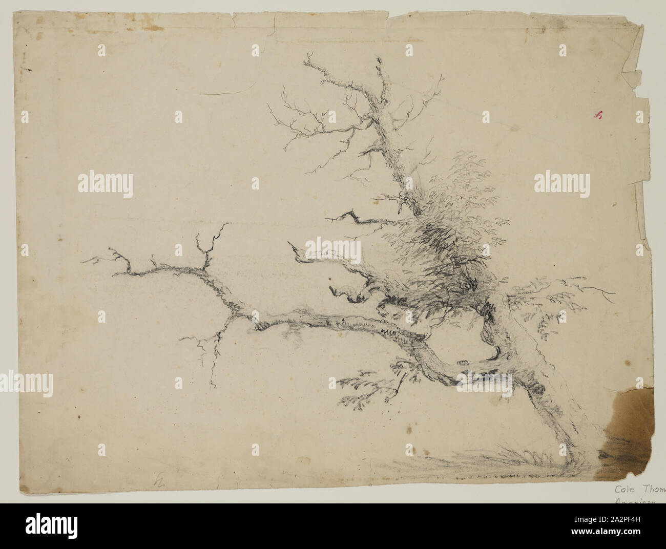 Thomas Cole, American, 1801-1848, Baum, 19. Jahrhundert, Graphit, Bleistift auf Off-white webte Papier, Blatt: 10 x 13 1/4 Zoll (25,4 × 33,7 cm Stockfoto