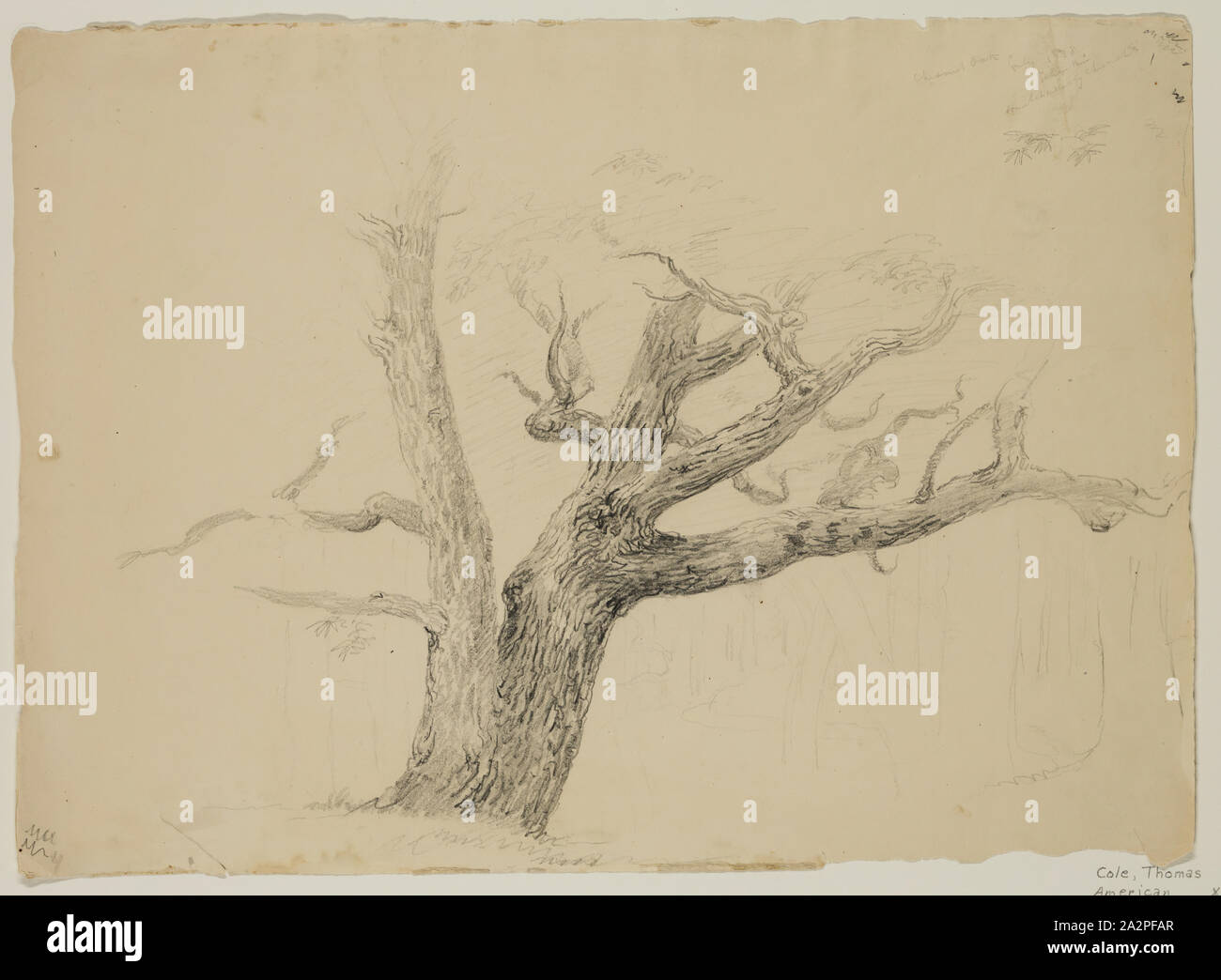 Thomas Cole, American, 1801-1848, Kastanienbaum, 1838, Graphit, Bleistift auf Papier, Blatt beige Wob: 10 5/8 x 14 3/4 Zoll (27 × 37,5 cm Stockfoto