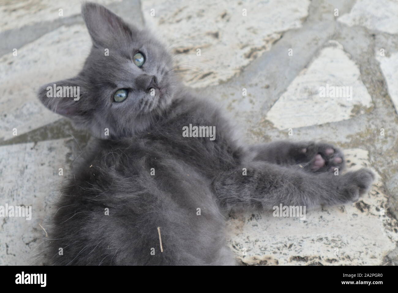 Süße graue Kätzchen Stockfoto