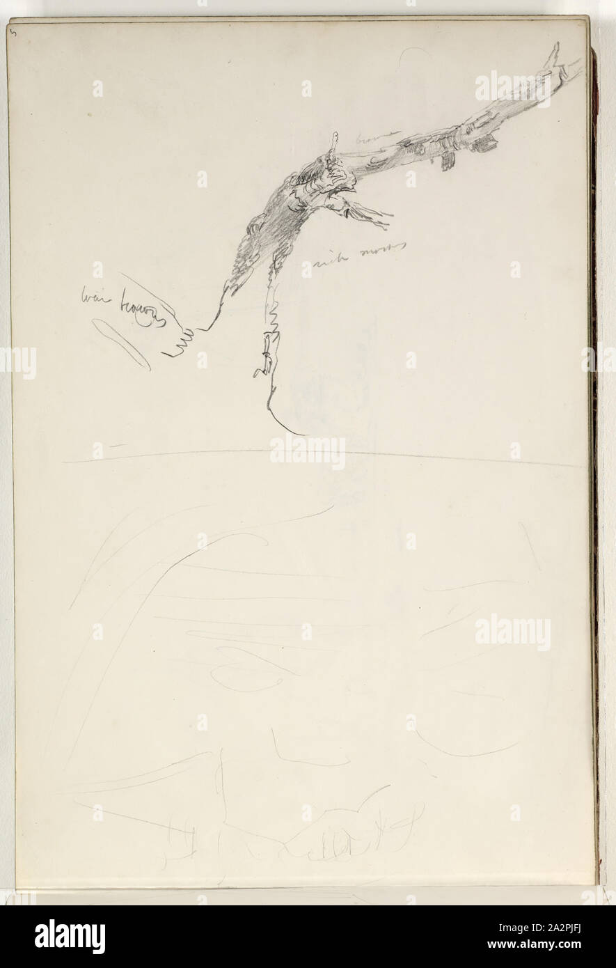 Thomas Cole, American, 1801-1848, (Untitled, Studie eines Baumes Extremität), Ca. 1835, Graphit, Bleistift auf Off-white webte Papier, Blatt: 9 11/16 x 14 3/16 Zoll (24,6 × 36 cm Stockfoto